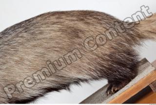 Badger body photo reference 0011